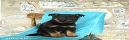 German Shepherd dogs for sale: Caroline - Ad 3