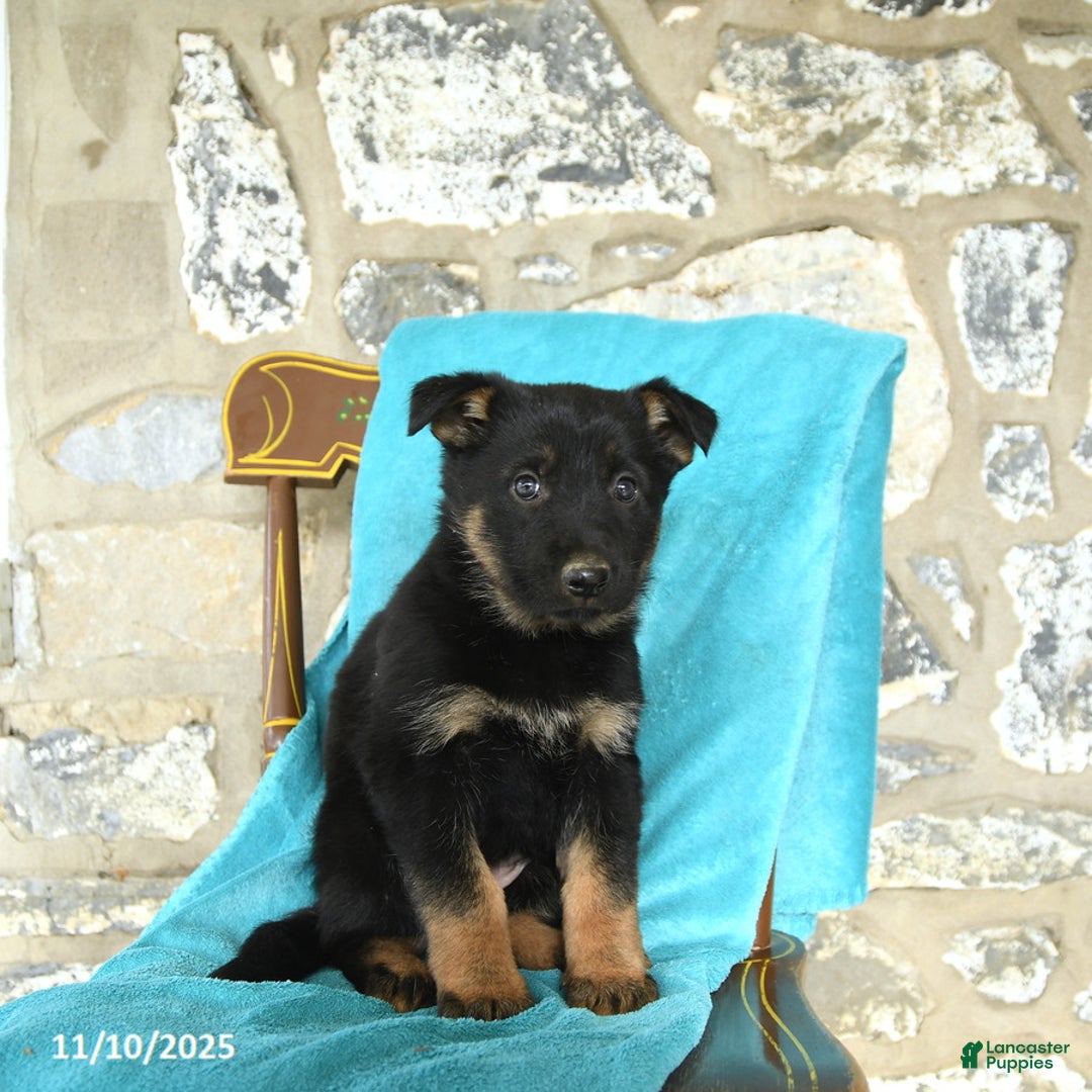 German Shepherd dogs for sale: Caroline - Ad 3