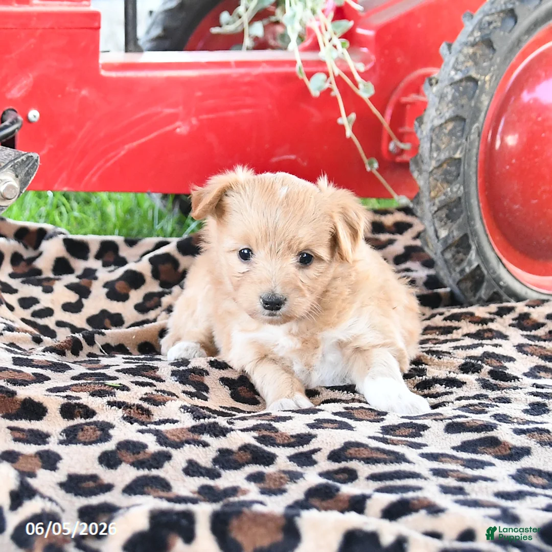Pomapoo dogs for sale: Ophelia - Ad 1
