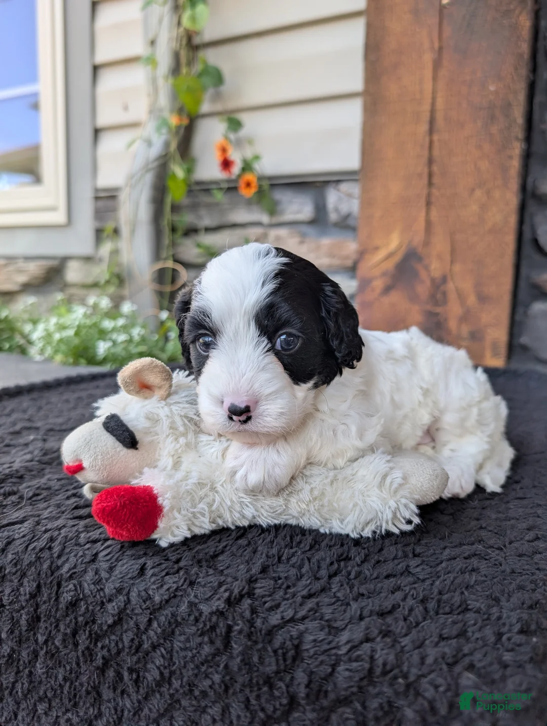 Cavapoo dogs for sale: Toby  - Ad 2