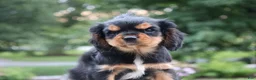 Cavalier King Charles Spaniel dogs for sale: Trixy - Ad 4