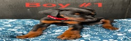 Doberman Pinscher dogs for sale: Doberman Pinscher Puppy 2 - Ad 2