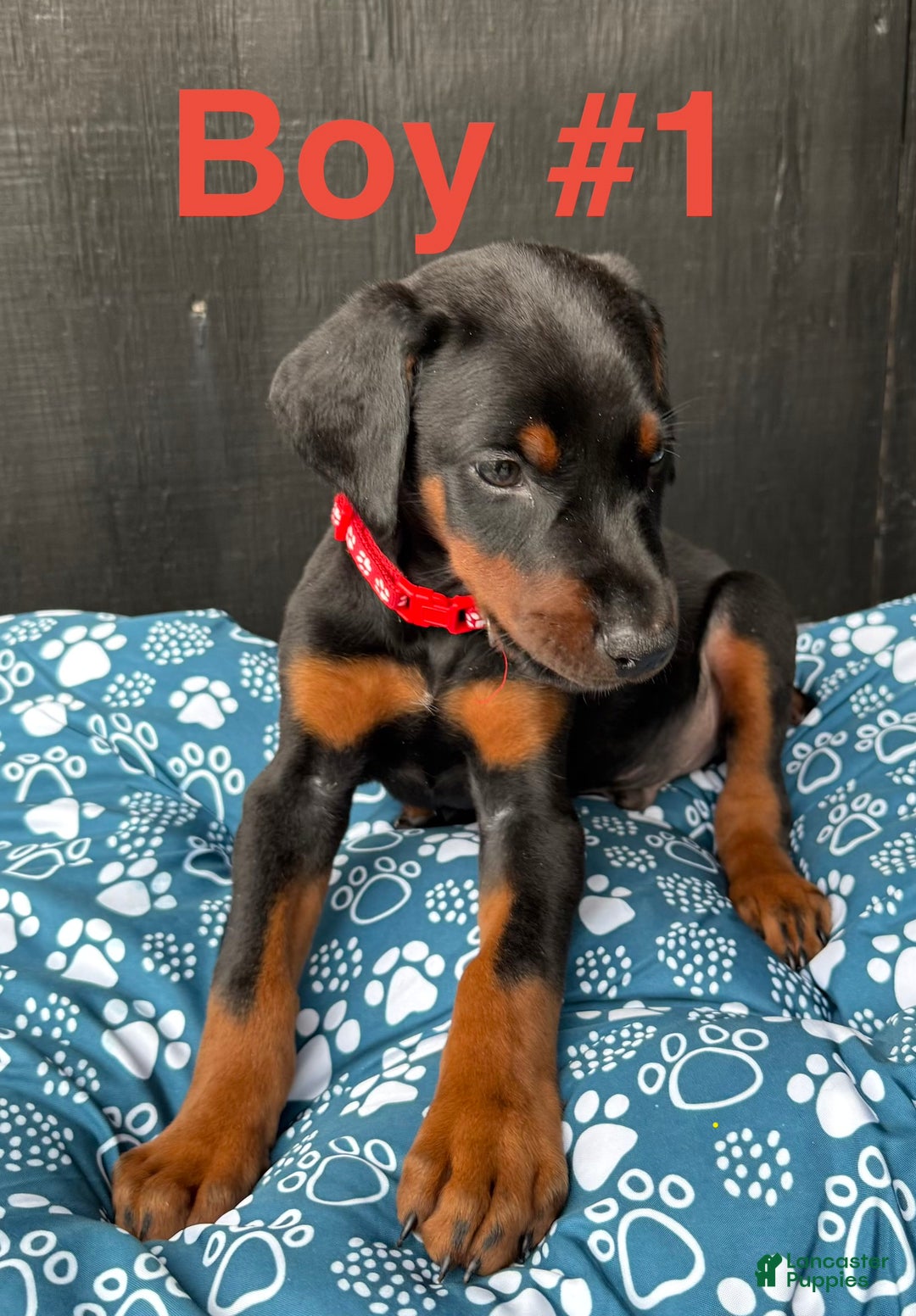 Doberman Pinscher dogs for sale: Doberman Pinscher Puppy 2 - Ad 2