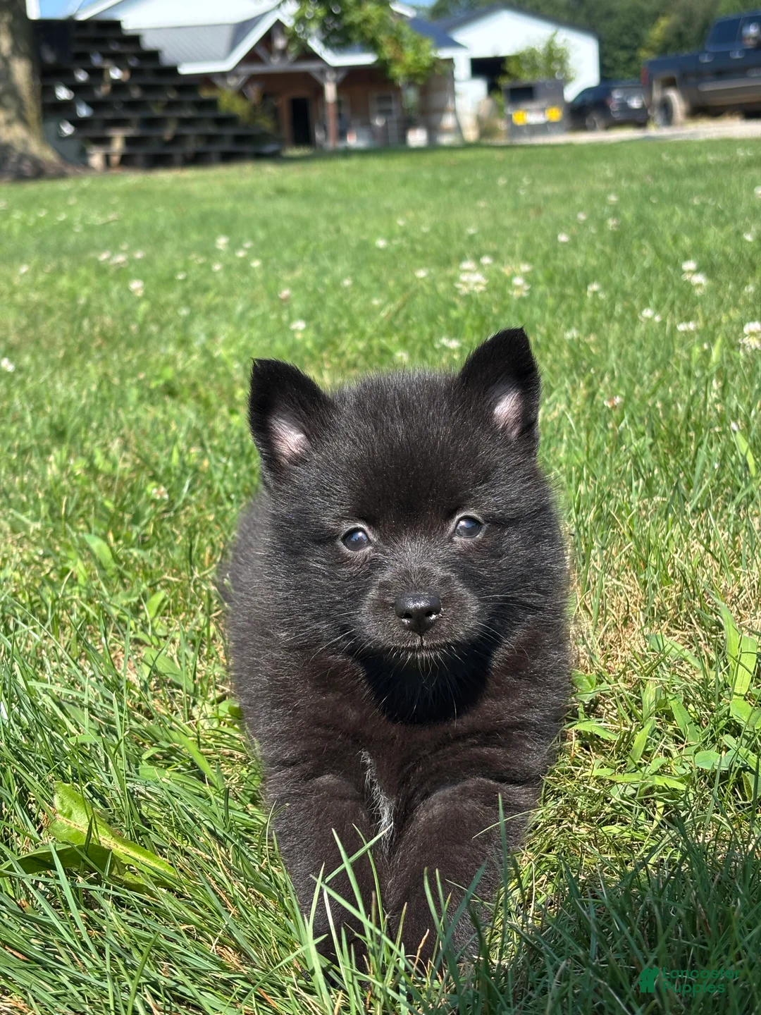 Pomsky dogs for sale: Gail - Ad 2