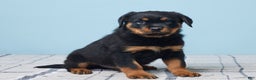 Rottweiler dogs for sale: Mason - Ad 3