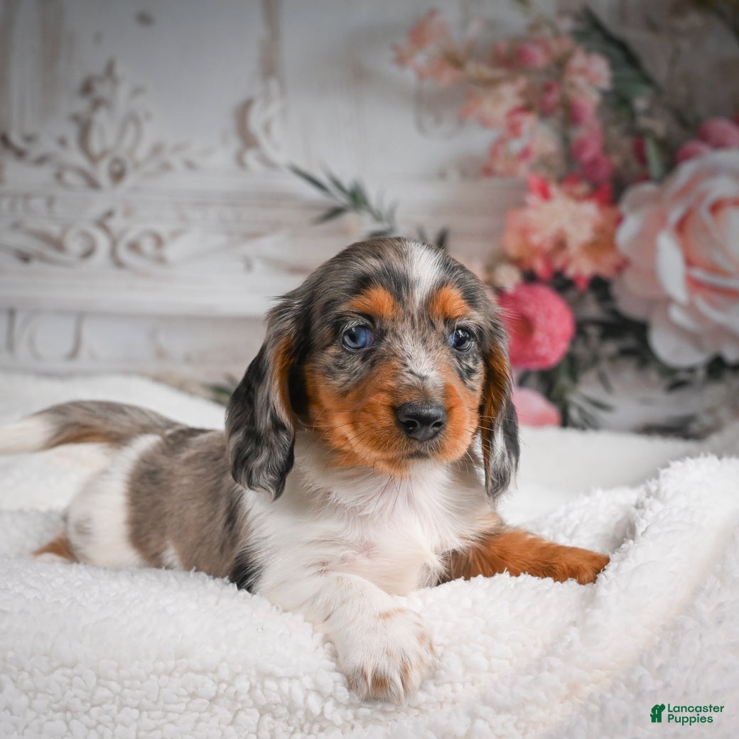 Miniature Dachshund dogs for sale: AKC-Betsy - Ad 10