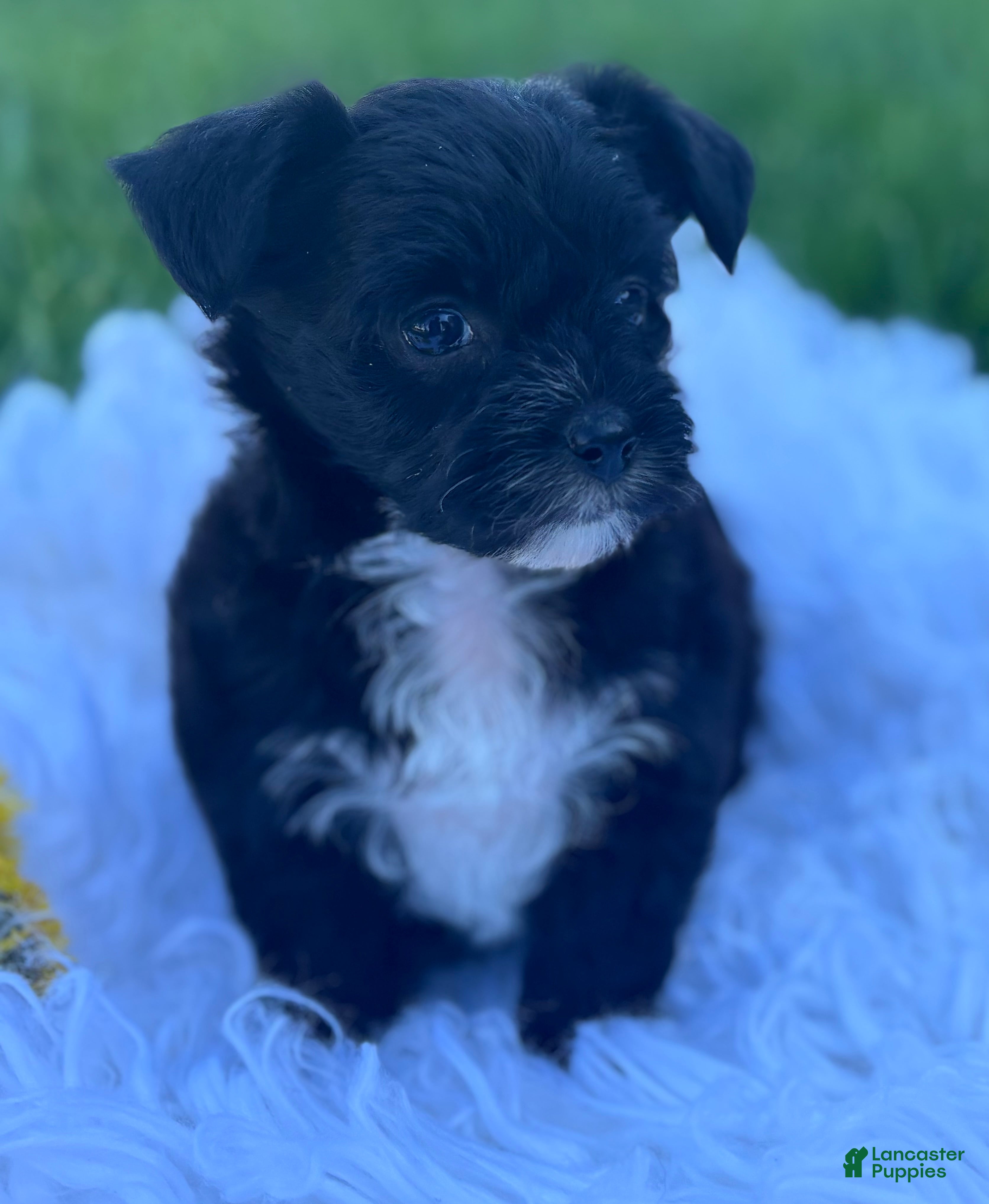 Morkie dogs Zoey - Ad 1