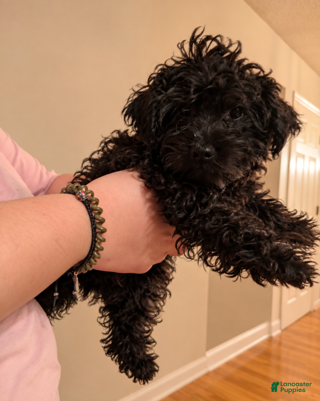 Mini Goldendoodle dogs Houston  - Ad 13