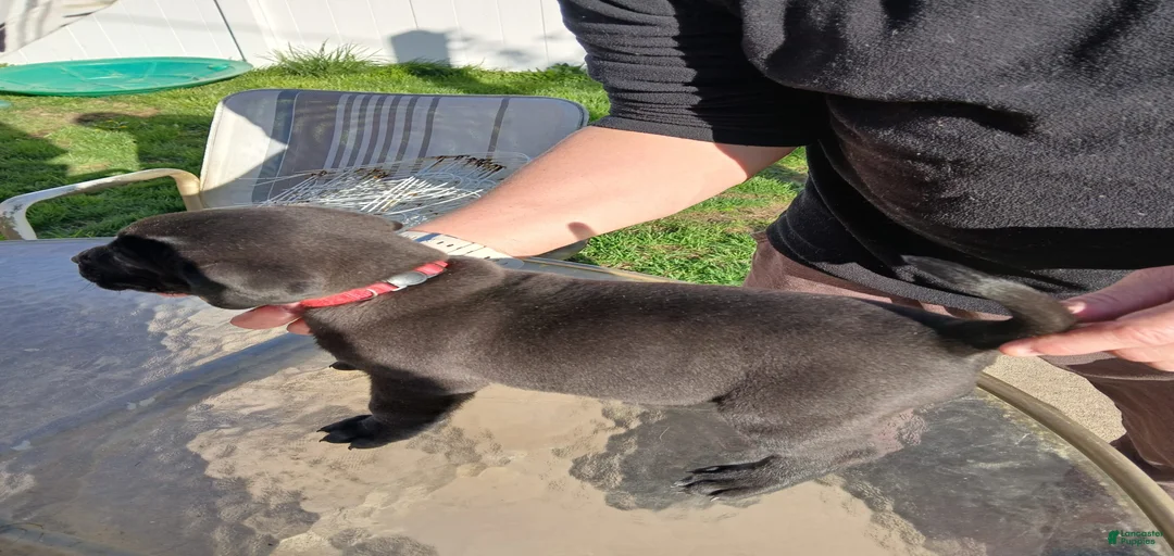 Gallery Image {{count}}