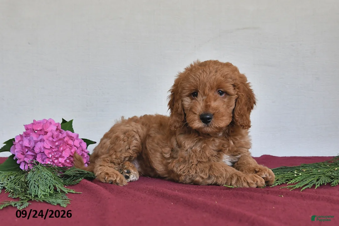 Mini Goldendoodle dogs for sale: Jasper - Ad 2