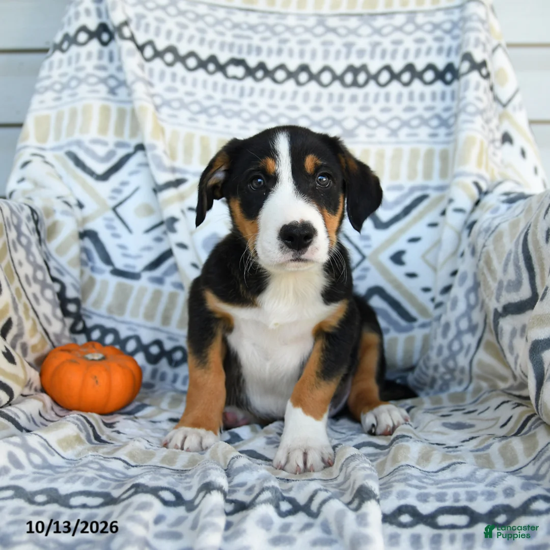 Border Collie dogs for sale: Eddie - Ad 1