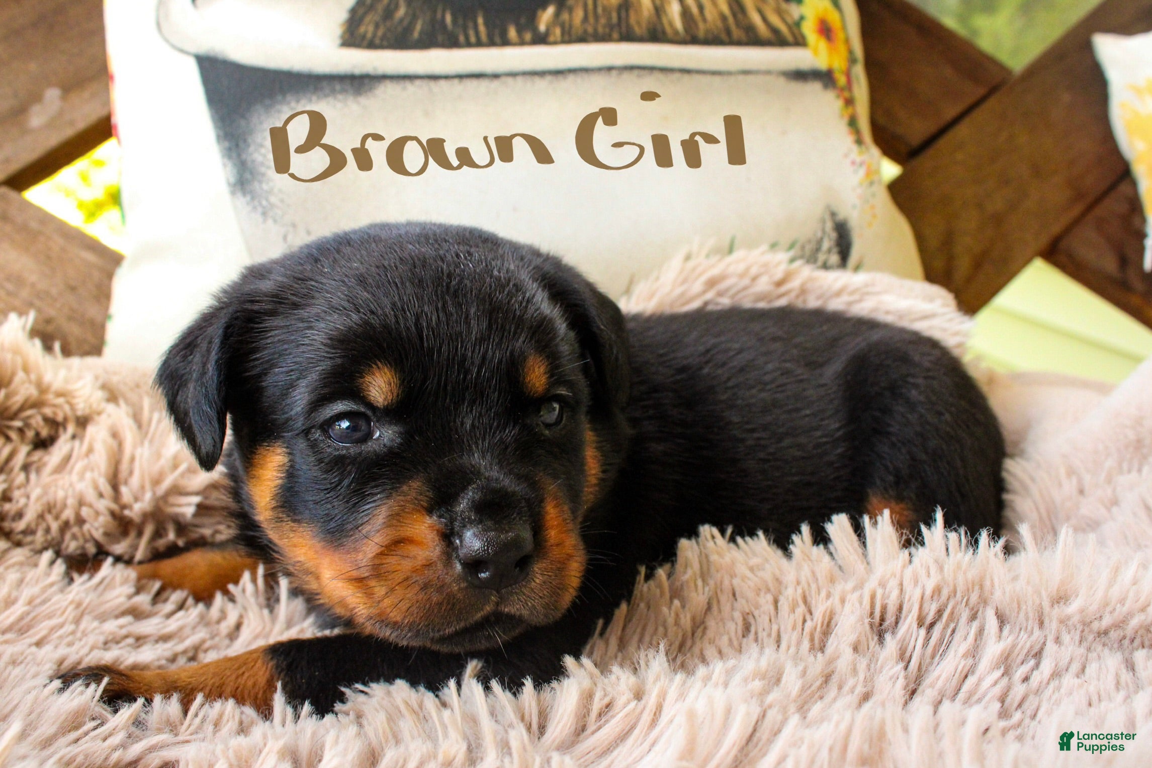 Rottweiler dogs Rottweiler 8 - Ad 23