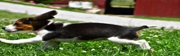 Beagle dogs for sale: Viola - Ad 9