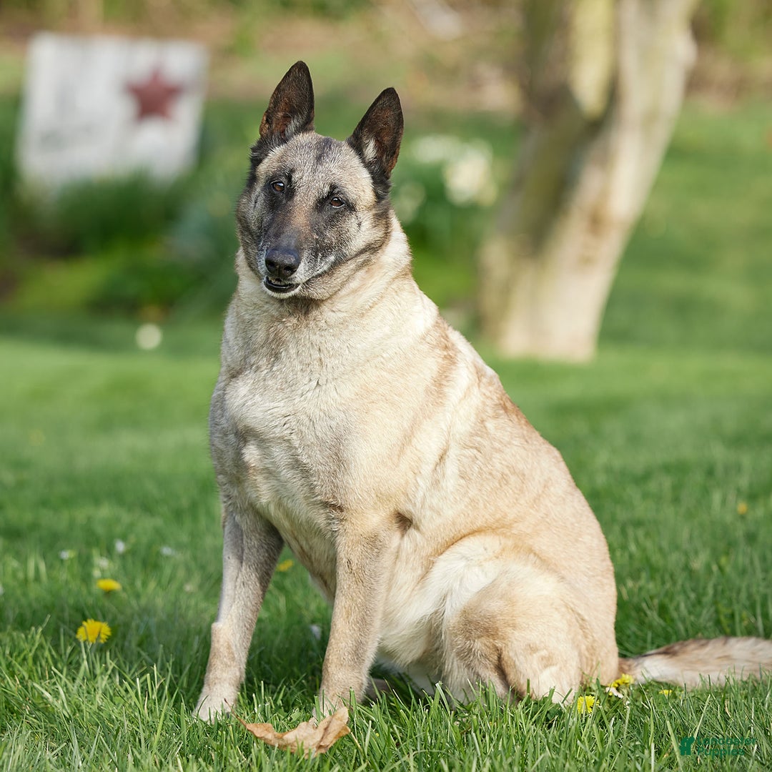 Gallery Image {{count}}