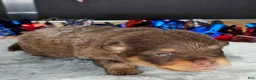 Pomeranian dogs for sale: Pepper's Blame It On The Boogie - "Boogie" - Ad 33