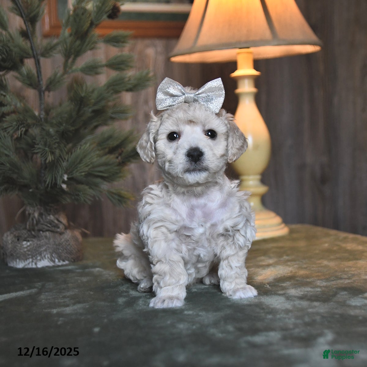 Mini Aussiedoodle dogs Diamond  - Ad 36