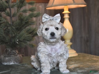 Mini Aussiedoodle dogs Diamond - Ad 40