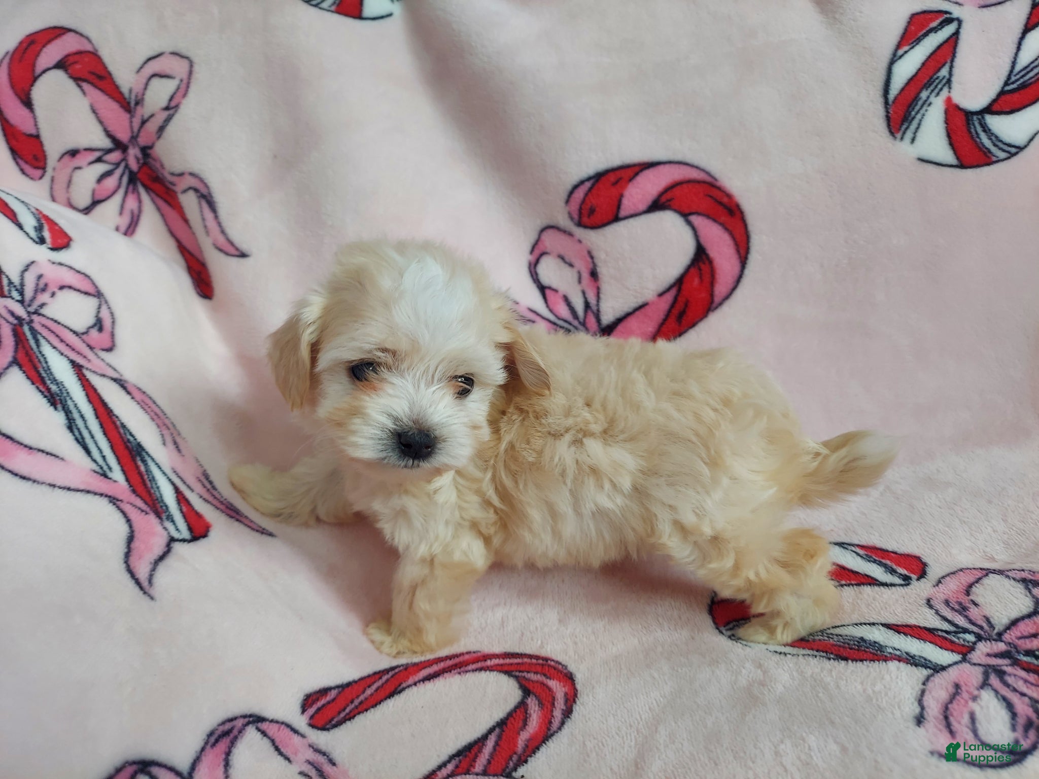 Maltipoo dogs Maltipoo Puppy 1 - Ad 2