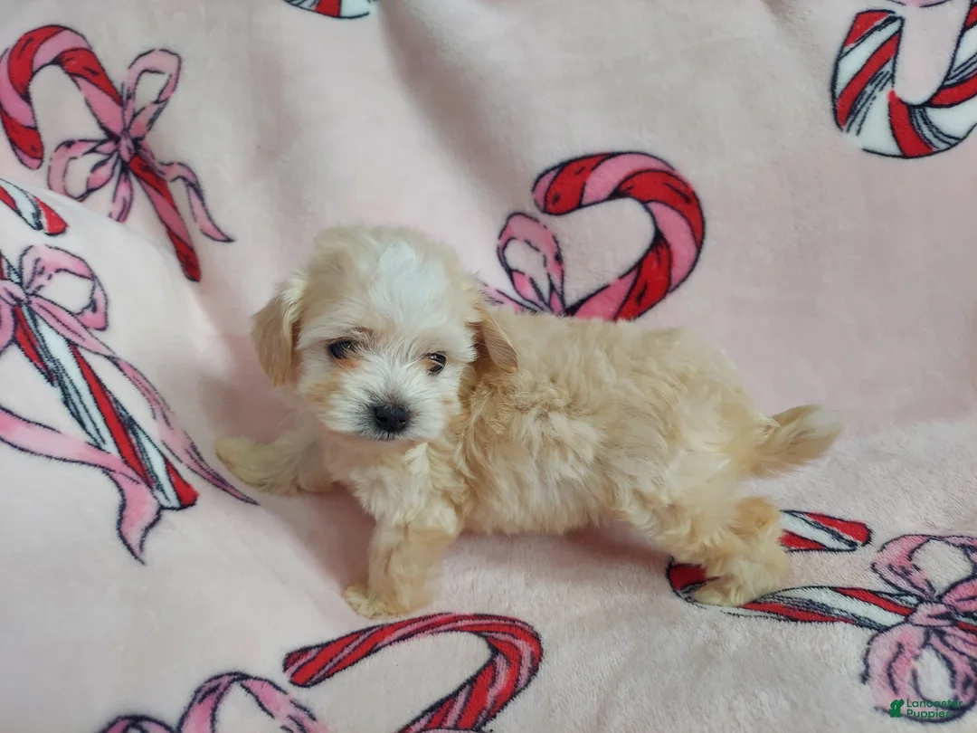 Maltipoo dogs for sale: Maltipoo Puppy 1 - Ad 2