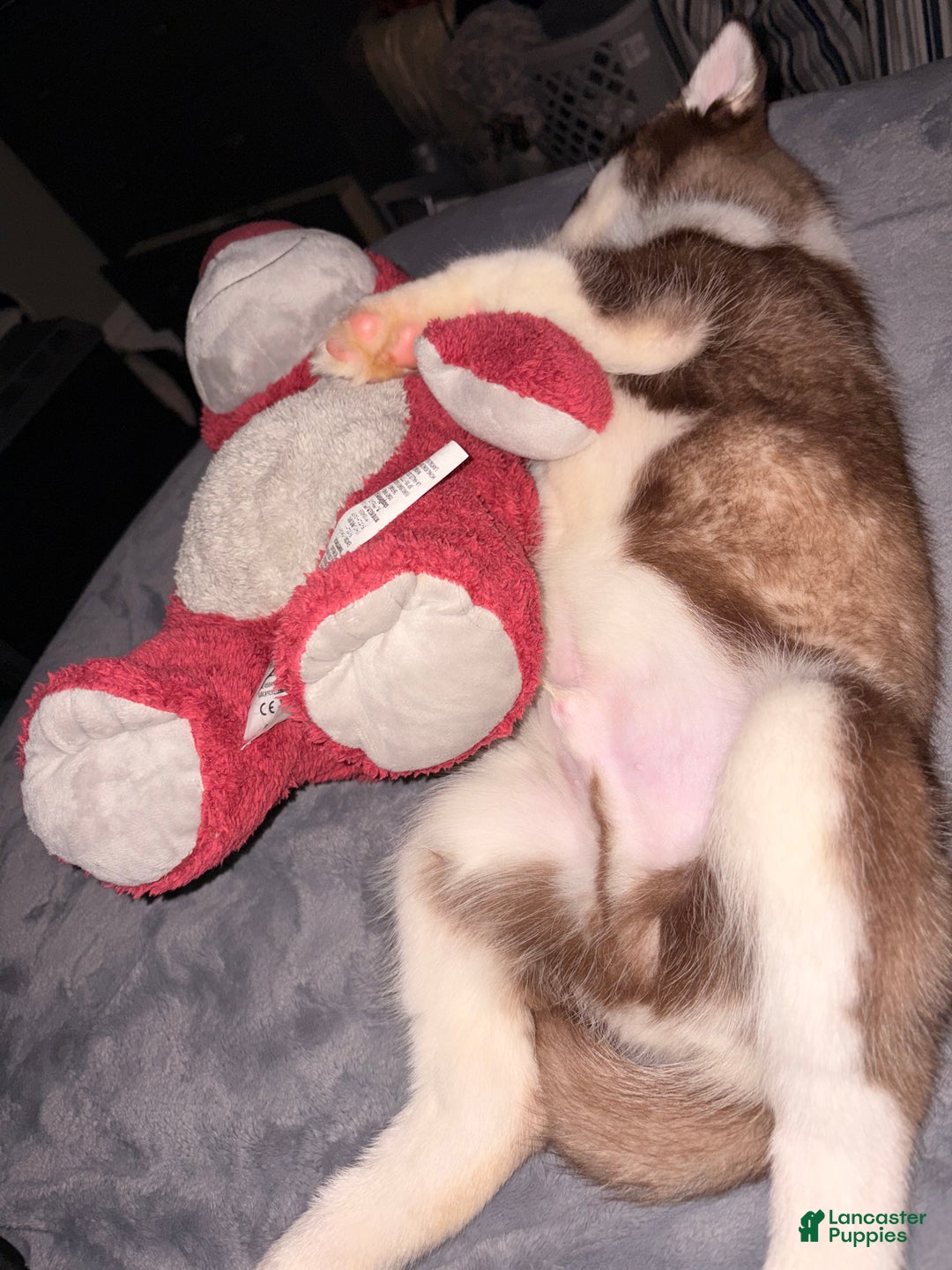 Siberian Husky dogs for sale: Archie  - Ad 5