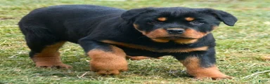 Rottweiler Puppy 2 Roxy