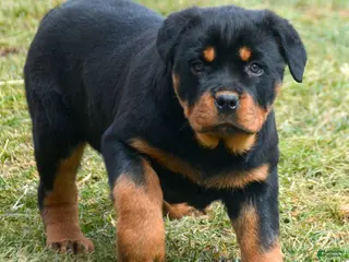 Rottweiler dogs Rottweiler Puppy 2 Roxy - Ad 14