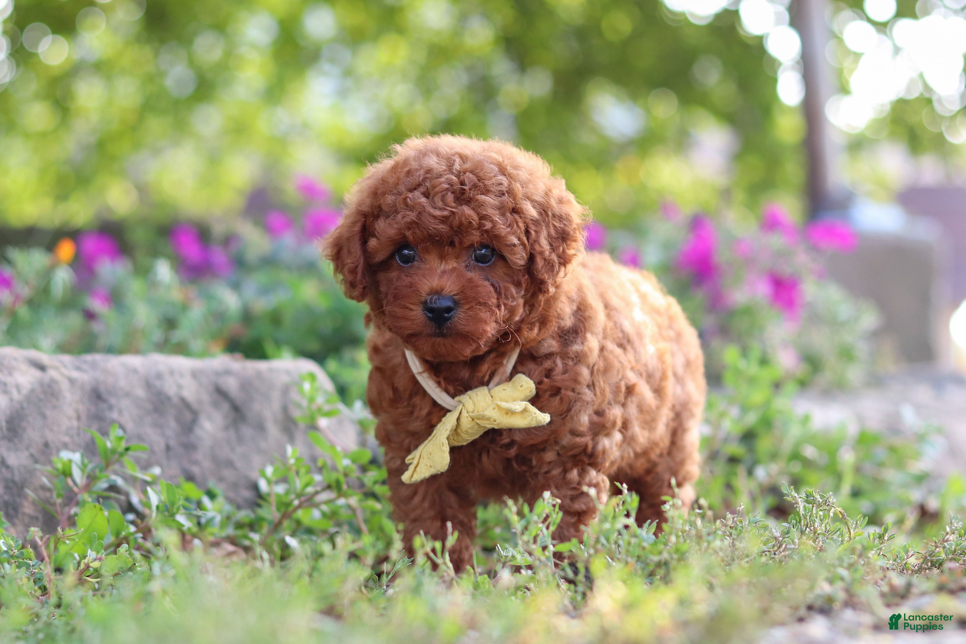 Miniature Poodle dogs Jance - Ad 2