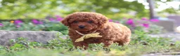 Miniature Poodle dogs for sale: Jance - Ad 2