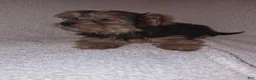 Shorkie dogs for sale: Resse  - Ad 3