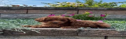 Toy Poodle dogs for sale: Small Pluto - Ad 2