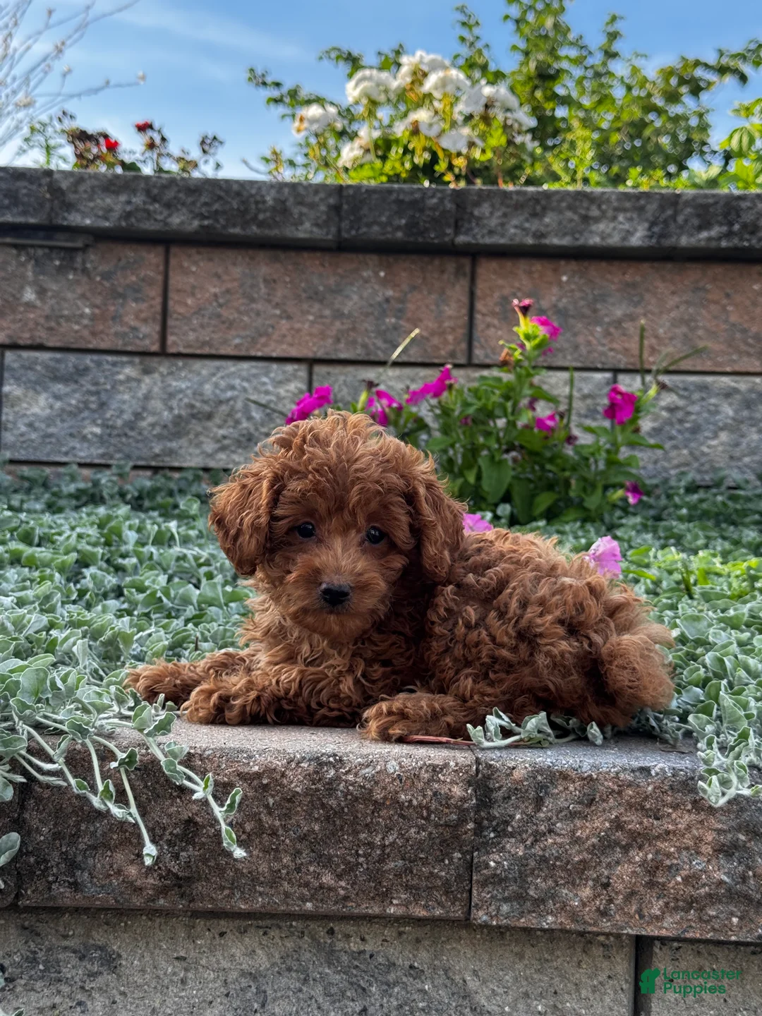 Toy Poodle dogs for sale: Small Pluto - Ad 2