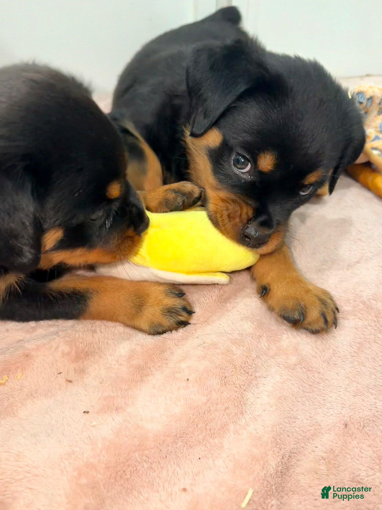 Rottweiler dogs Rottweiler 6 - Ad 13