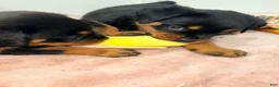 Rottweiler dogs for sale: Rottweiler 6 - Ad 1