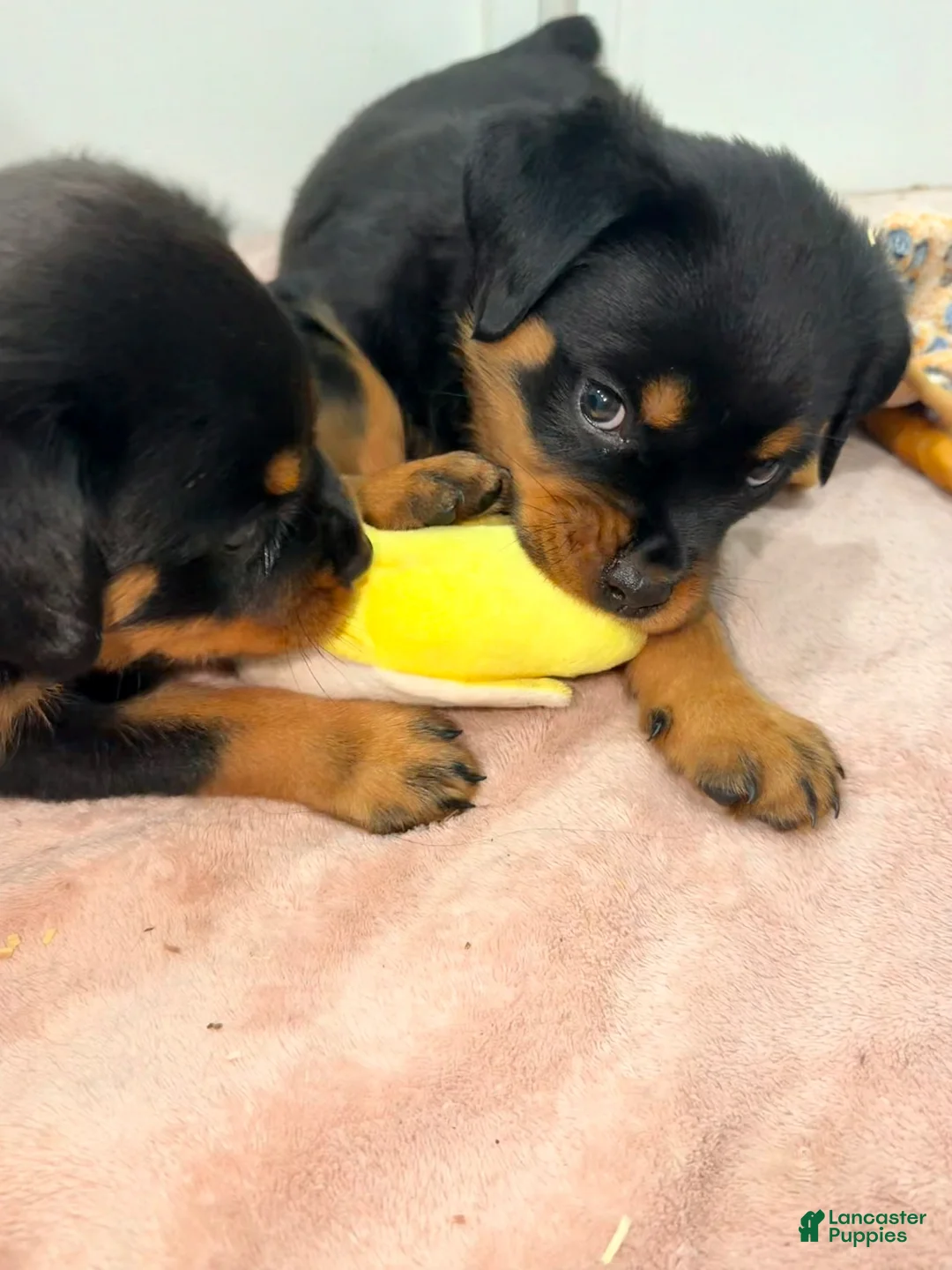 Rottweiler dogs for sale: Rottweiler 6 - Ad 1