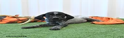 German Shorthaired Pointer dogs for sale: Lando - Ad 4