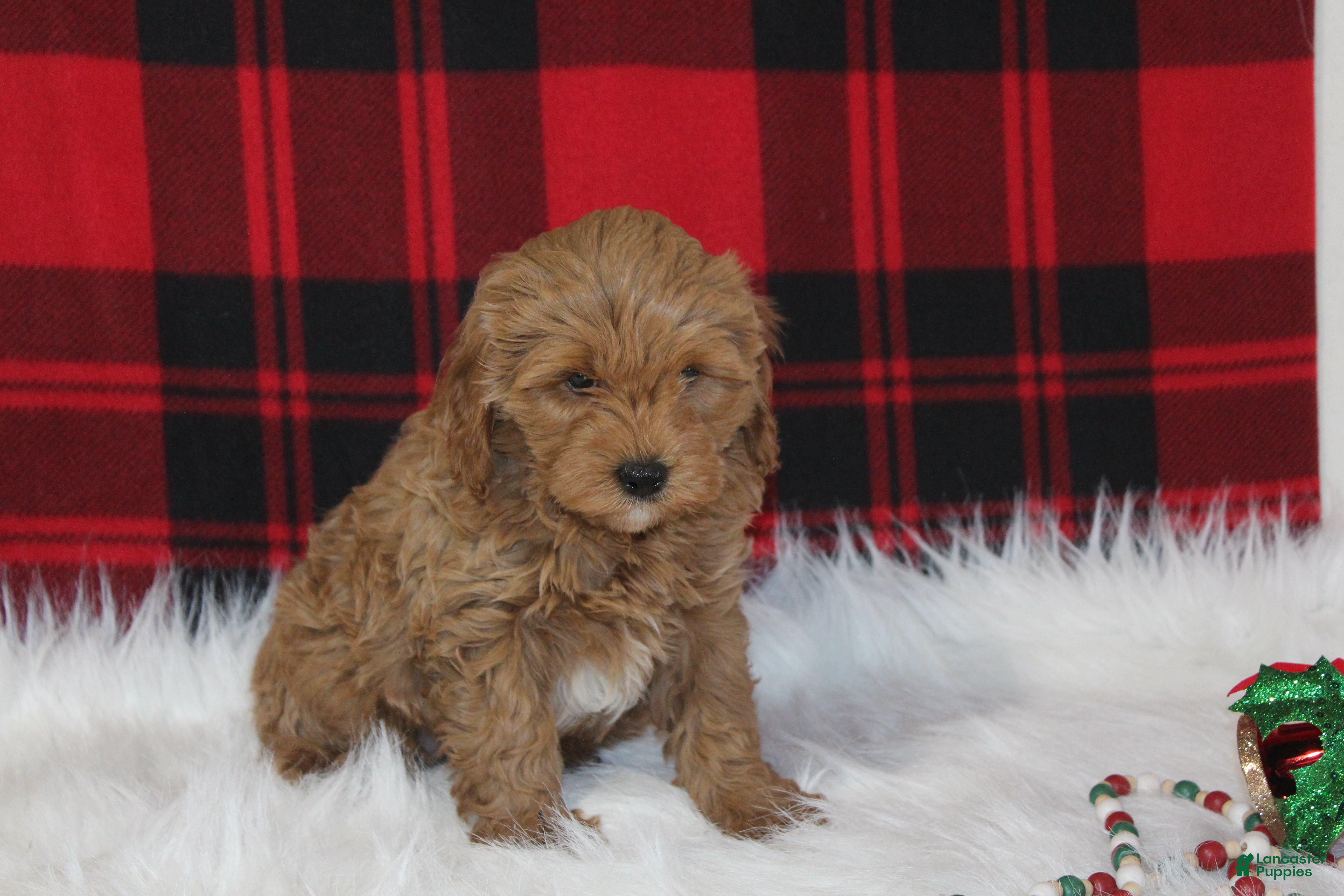 Cavapoo dogs Dancer - Ad 35