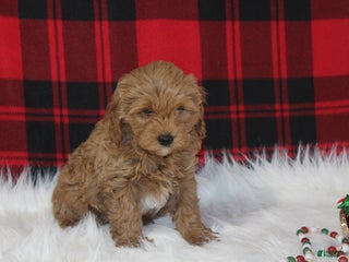 Cavapoo dogs Dancer - Ad 35