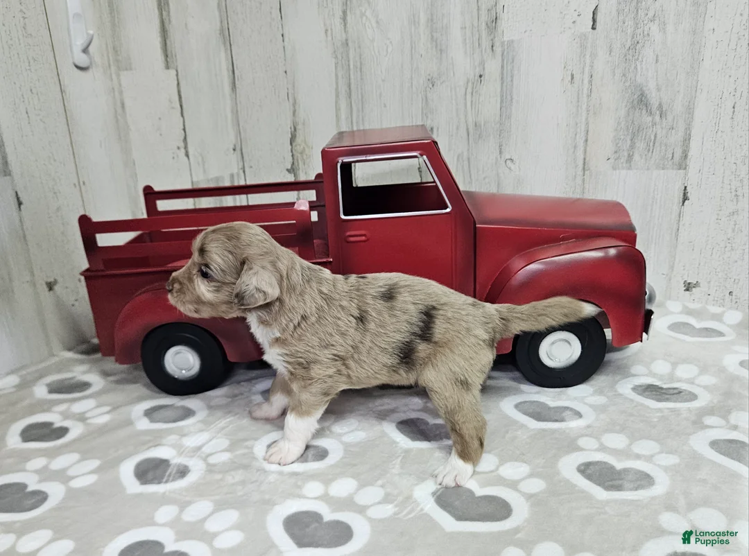 Mini Aussiedoodle dogs for sale: F1 Strawberry - Ad 2