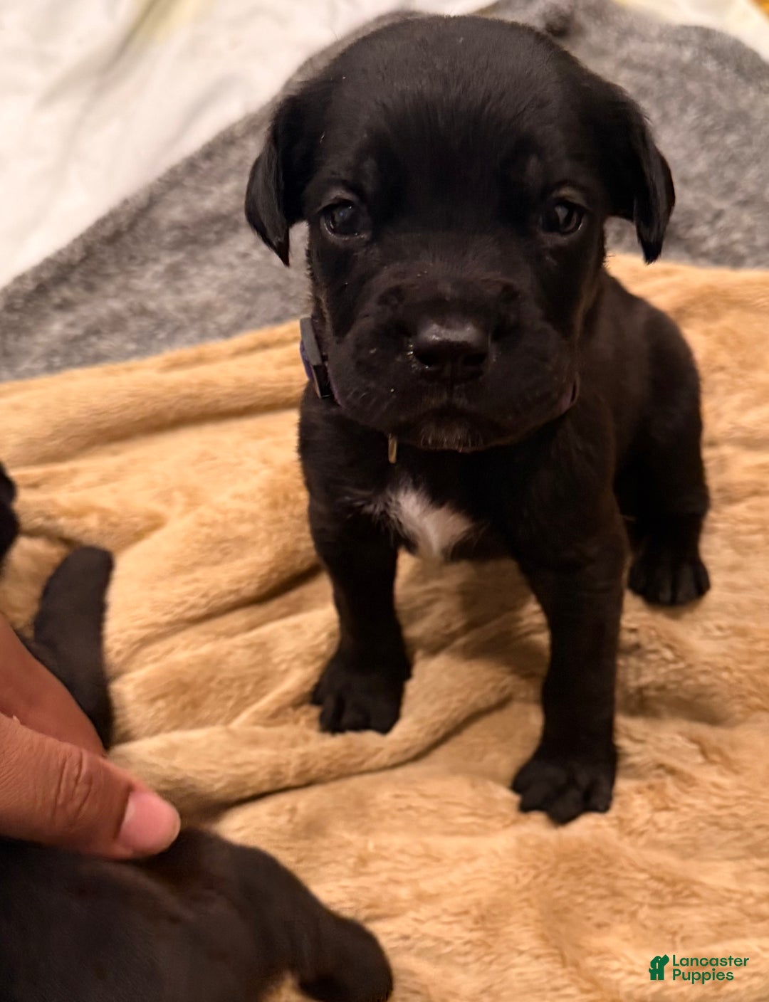 Cane Corso dogs for sale: Kaos (Purple) - Ad 3