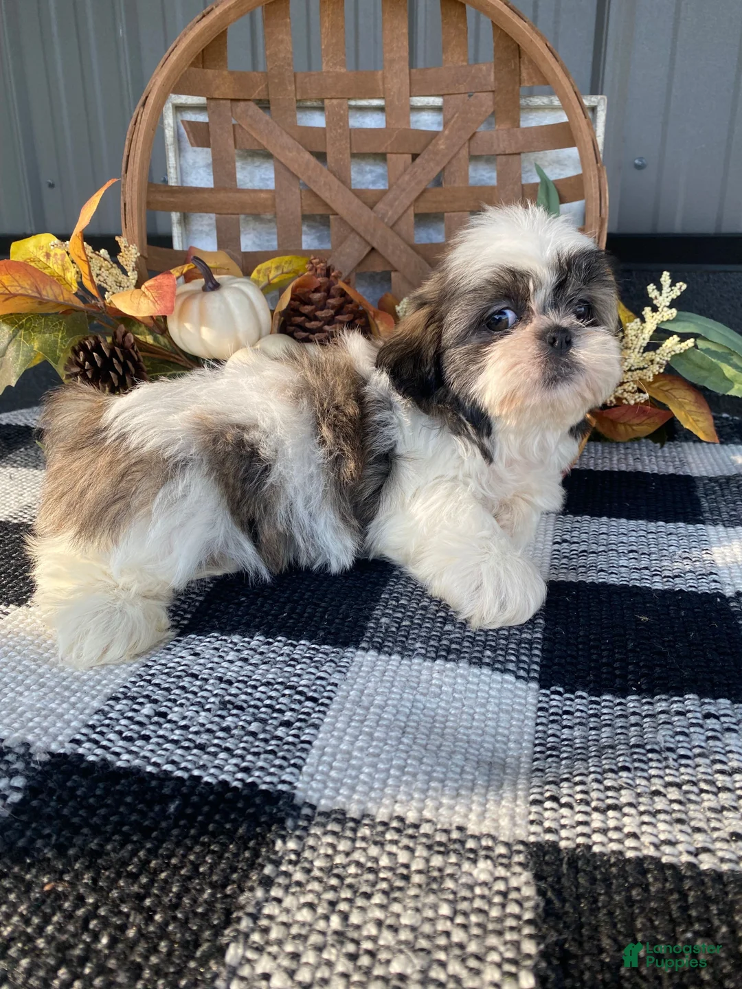 Shih Tzu dogs for sale: Enzo - Ad 12