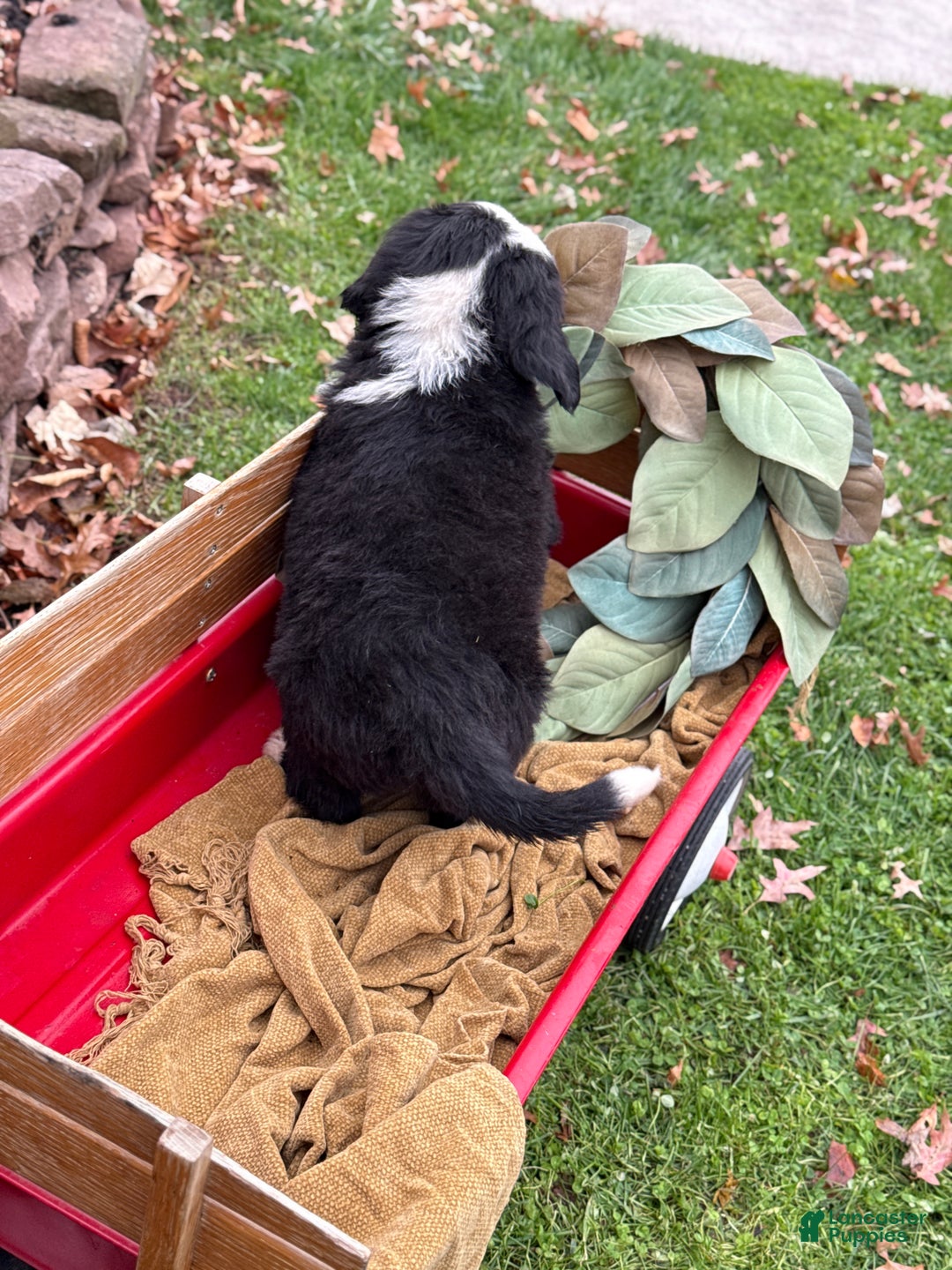 Mixed Breed dogs for sale: Waffle - Ad 11