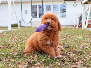 Mini Goldendoodle dogs Victoria - Ad 19