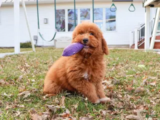 Mini Goldendoodle dogs Victoria - Ad 14