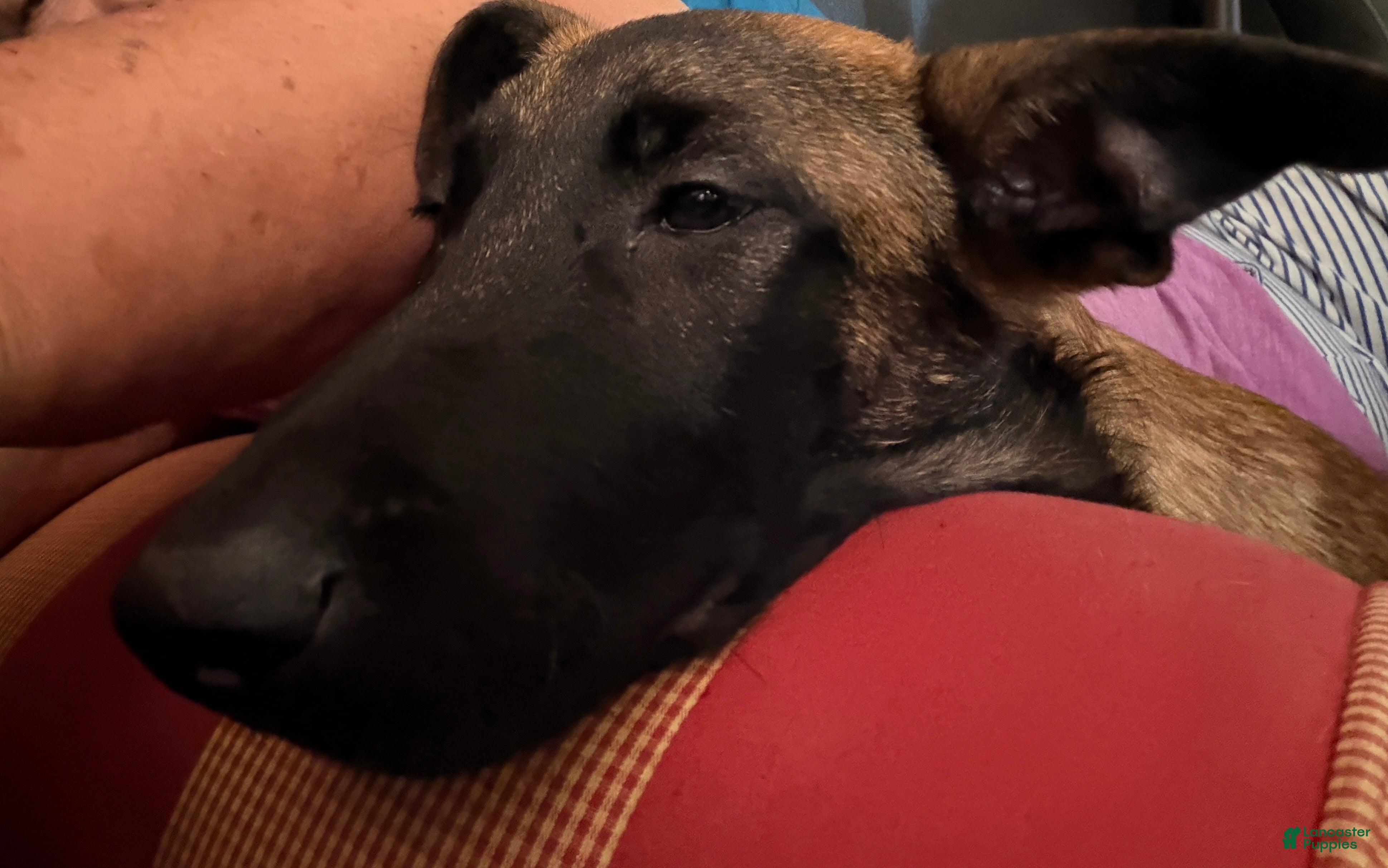 Belgian Malinois dogs Belgian Malinois 1. This is a male  - Ad 2