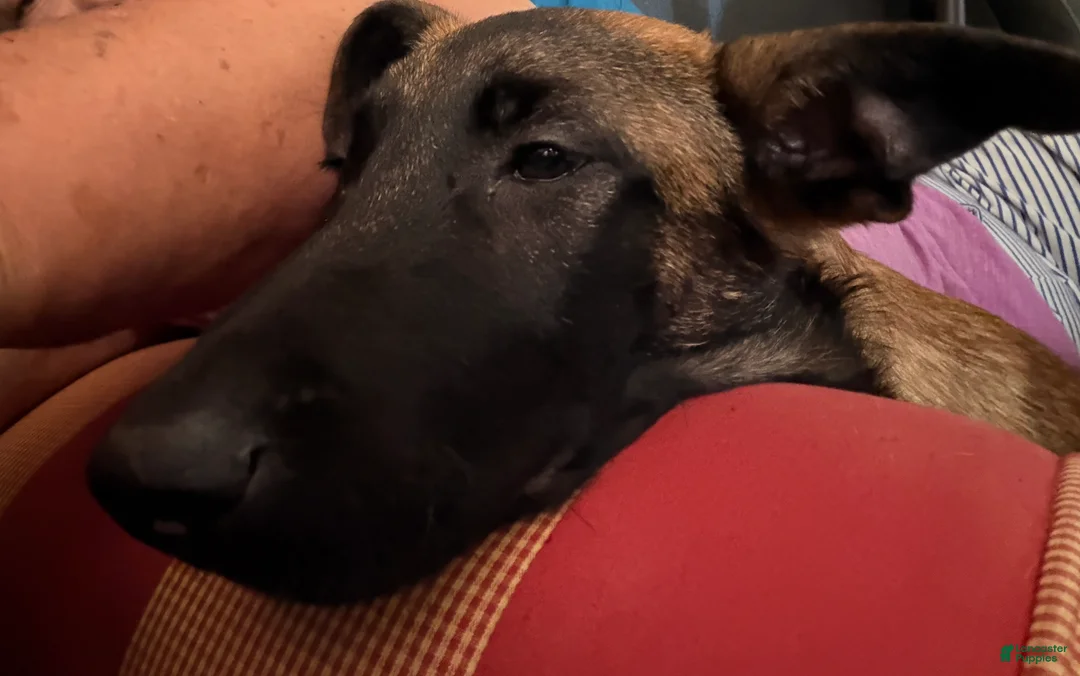 Belgian Malinois dogs for sale: Belgian Malinois 1. This is a male  - Ad 2