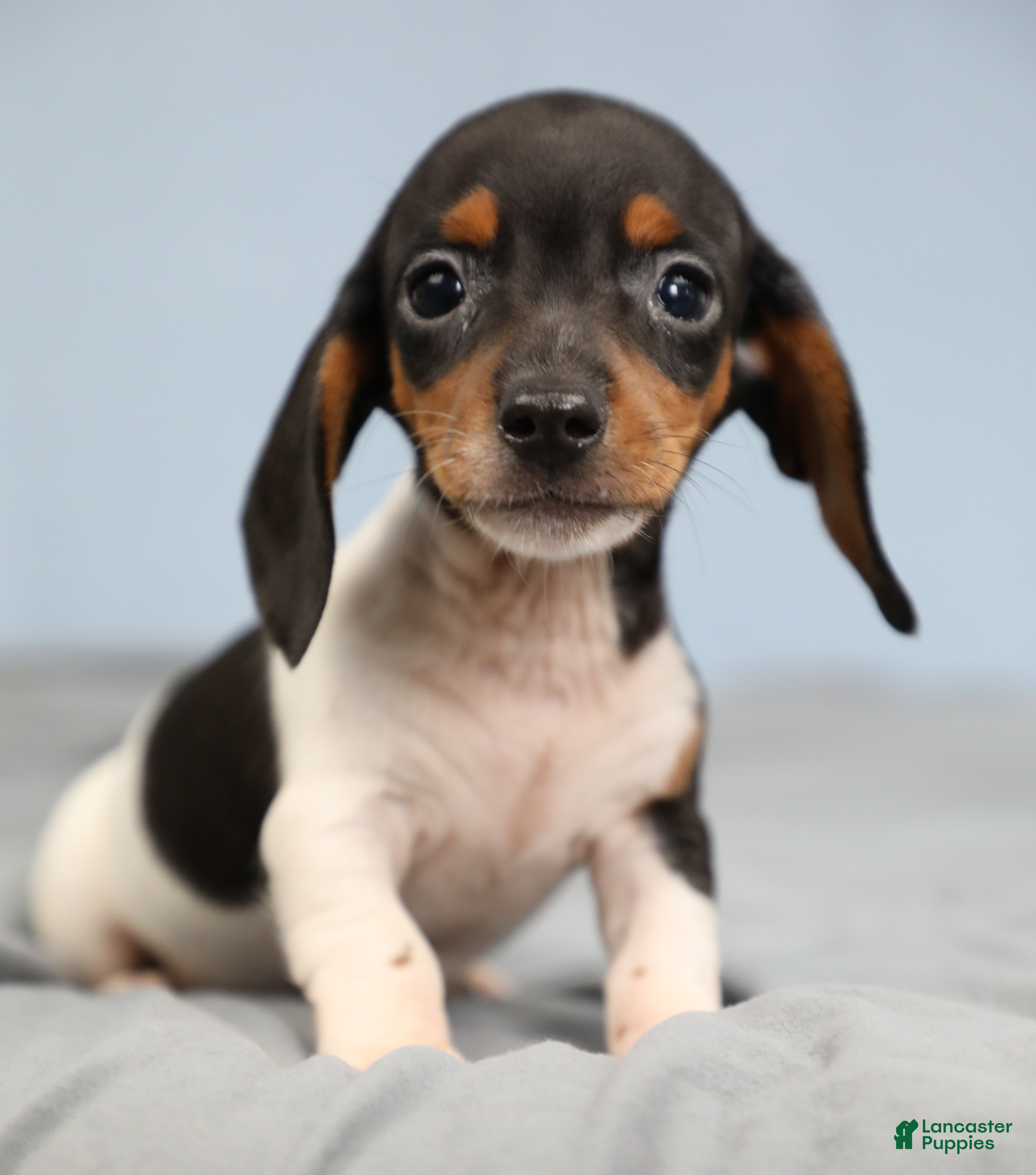 Miniature Dachshund dogs for sale: Rhett 🏈 - Ad 1