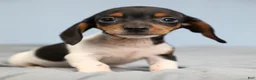 Miniature Dachshund dogs for sale: Rhett 🏈 - Ad 1