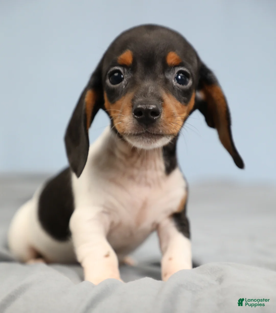Miniature Dachshund dogs for sale: Rhett 🏈 - Ad 1