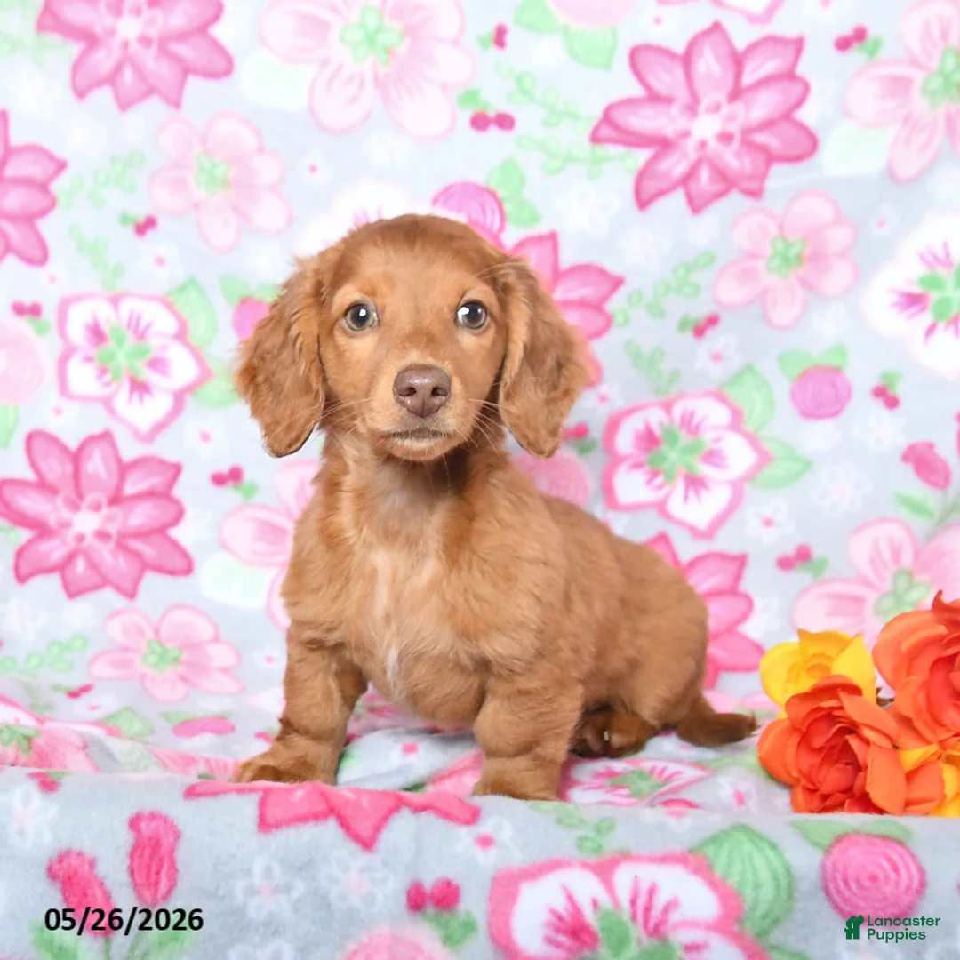 Miniature Dachshund dogs for sale: Frankie - Ad 1