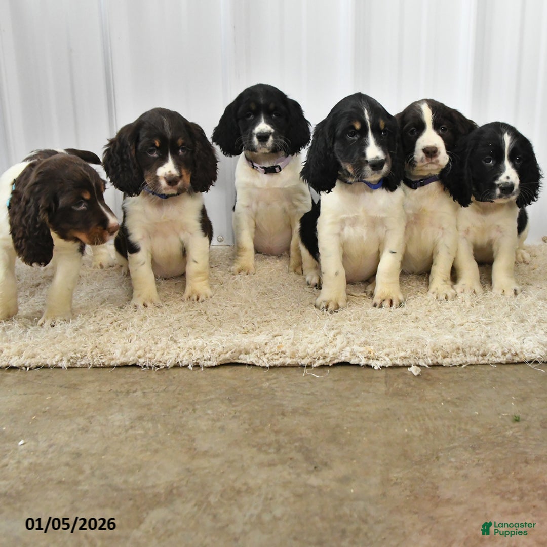 English Springer Spaniel dogs for sale: Faith - Ad 5